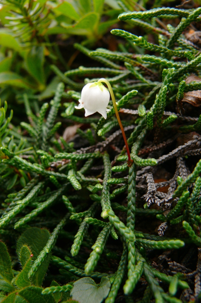 Image of Cassiope lycopodioides specimen.