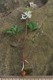 Corydalis teberdensis