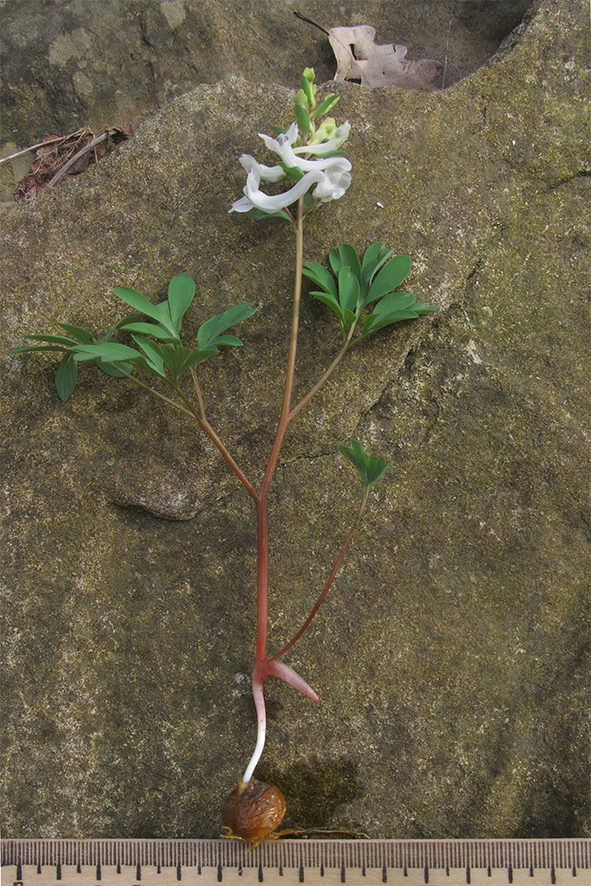 Изображение особи Corydalis teberdensis.