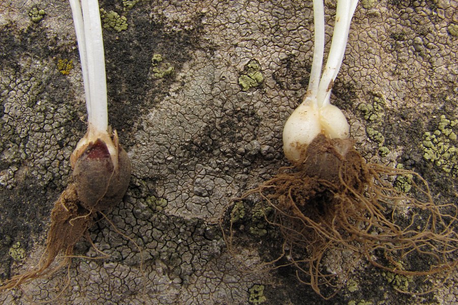 Image of Gagea chrysantha specimen.