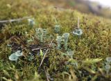 Cladonia fimbriata