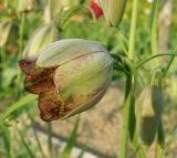 Fritillaria olgae