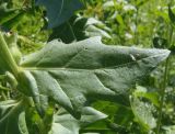 Hyoscyamus niger. Лист. Украина, г. Запорожье, балка возле трассы на Васильевку, южнее Опытной станции, возле деревьев, рудеральный участок. 03.06.2016.