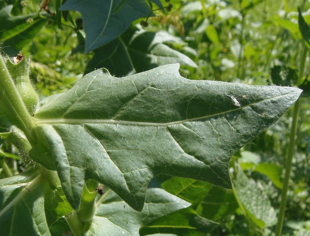 Изображение особи Hyoscyamus niger.