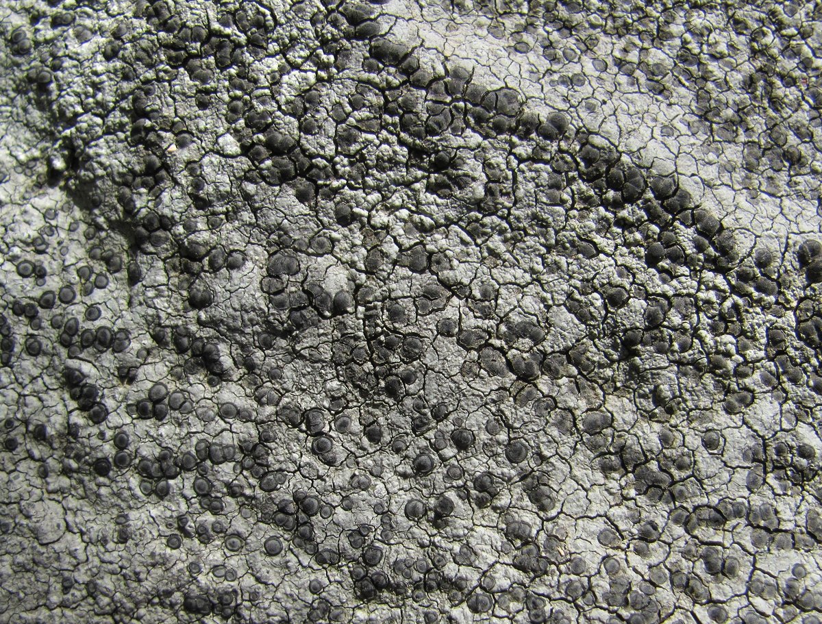 Image of Lecidea lapicida specimen.
