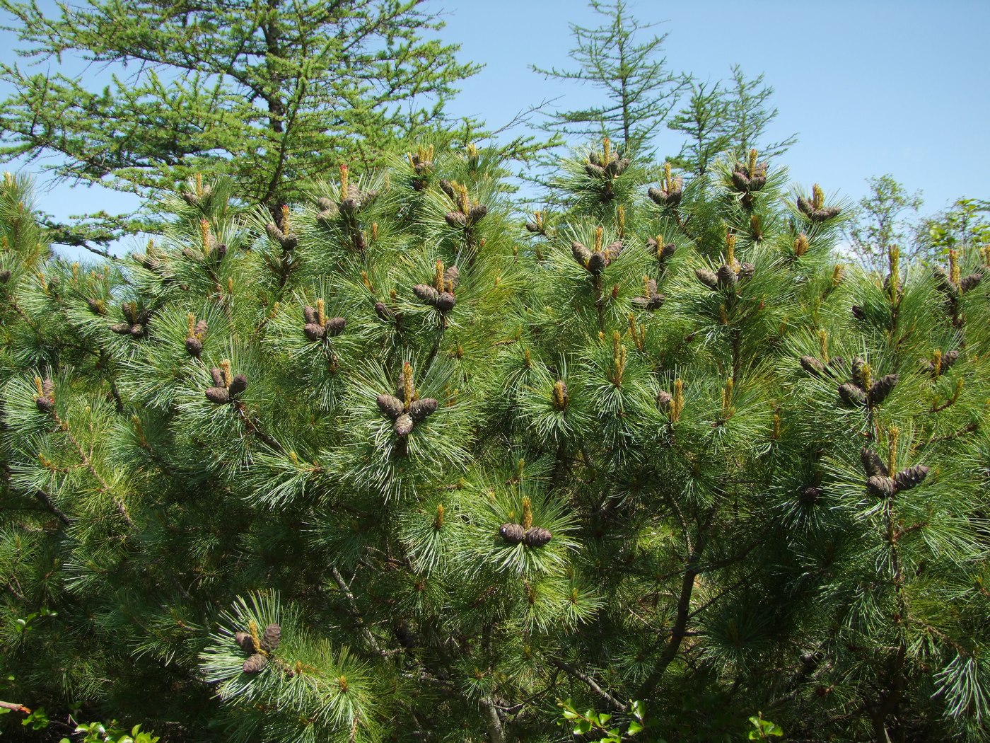 Изображение особи Pinus pumila.