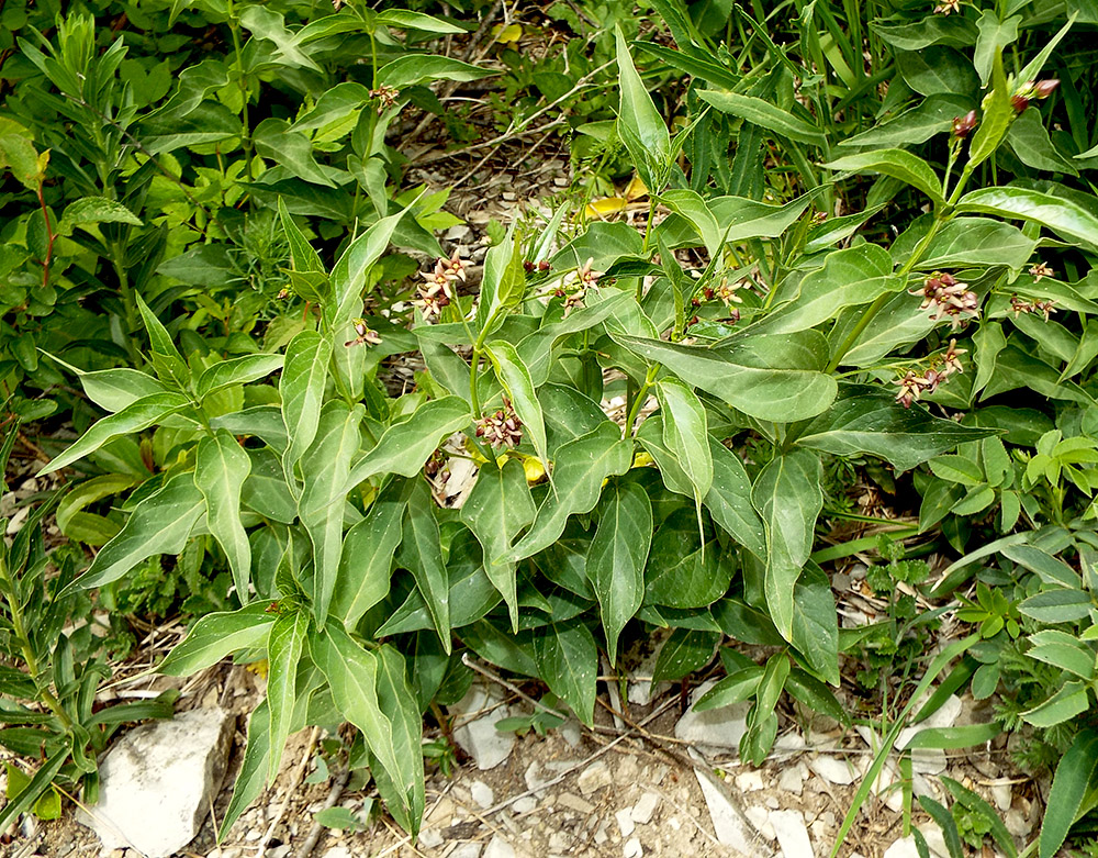 Image of Vincetoxicum scandens specimen.