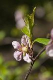 Louiseania ulmifolia