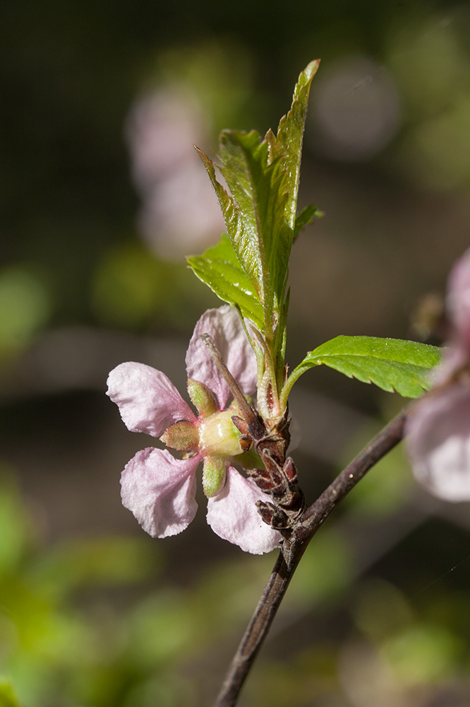 Изображение особи Louiseania ulmifolia.