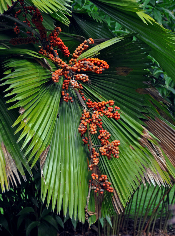 Image of Licuala grandis specimen.