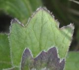 Ajuga genevensis