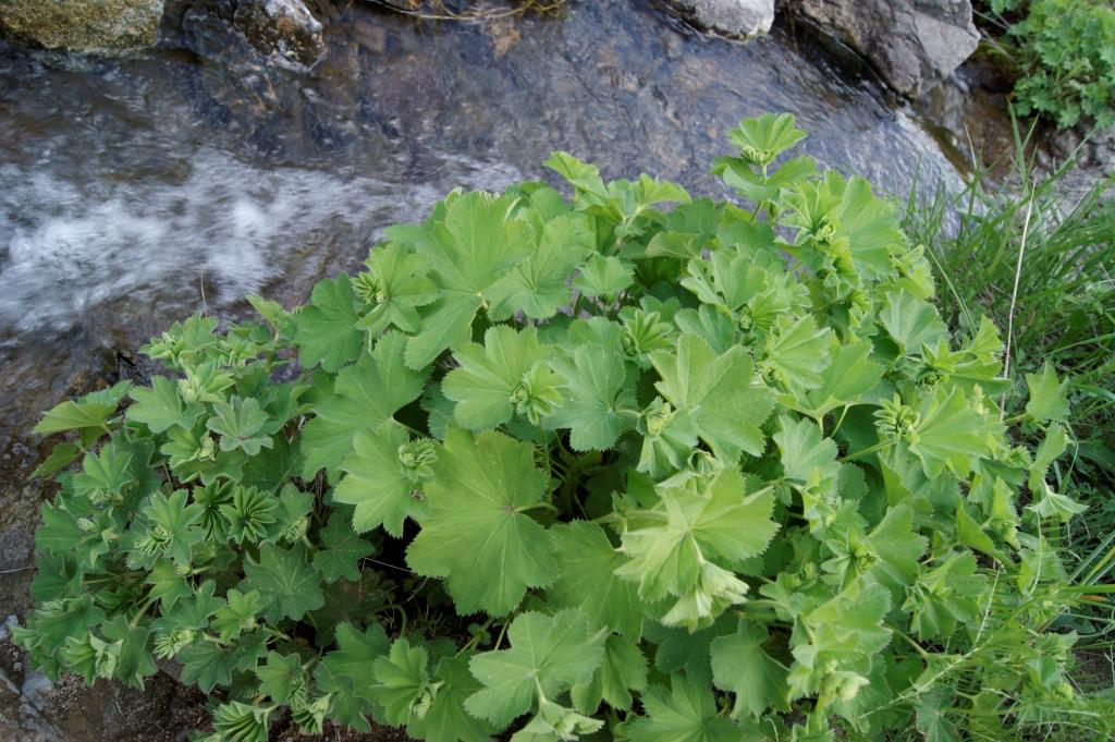 Image of Alchemilla venosa specimen.