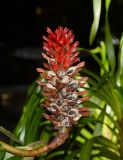Hellenia speciosa