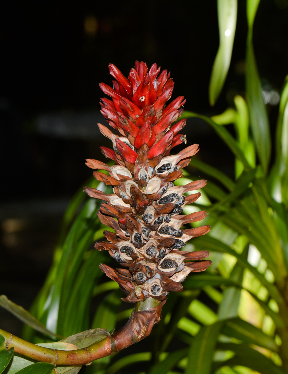 Image of Hellenia speciosa specimen.