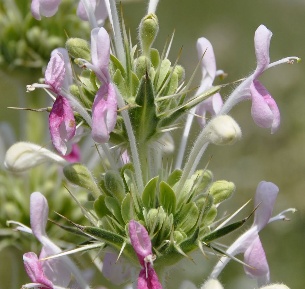 Image of Morina persica specimen.