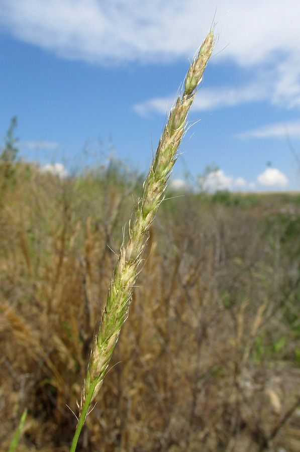 Image of Alopecurus myosuroides specimen.