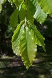 Fagus orientalis. Верхушка ветви с молодым побегом. Петербург, ботанический сад БИН РАН, в культуре. 07.06.2017.