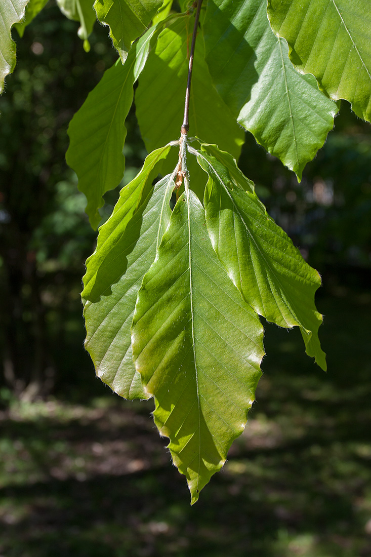 Изображение особи Fagus orientalis.