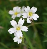 Cerastium arvense. Цветки. Московская обл., Истринский р-н, Павловская Слобода. 12.06.2008.