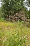 Calamagrostis phragmitoides