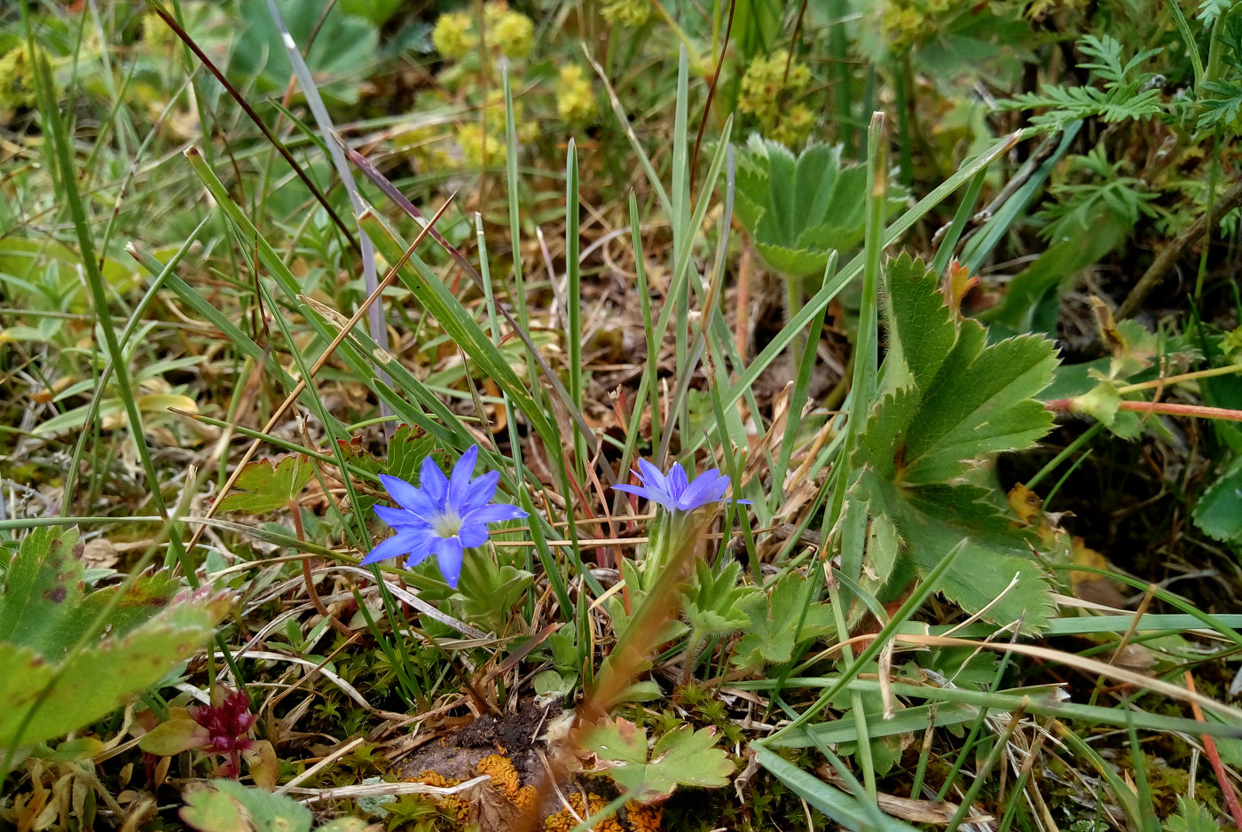 Изображение особи Gentiana karelinii.