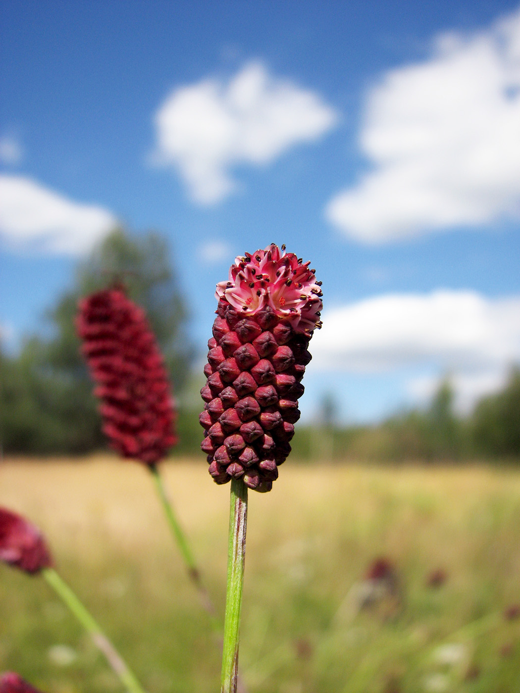 Image of Sanguisorba officinalis specimen.