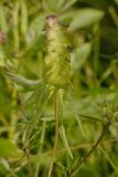 Melampyrum cristatum