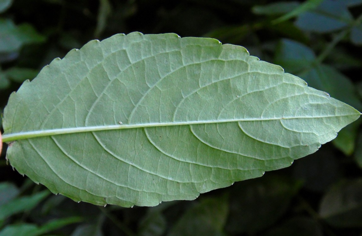 Image of Impatiens noli-tangere specimen.