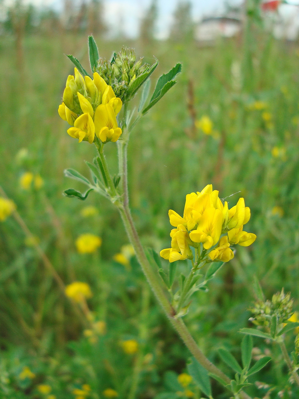 Изображение особи Medicago falcata.