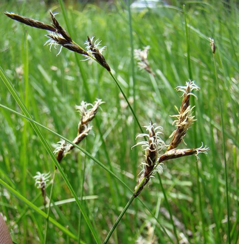 Изображение особи Carex praecox.