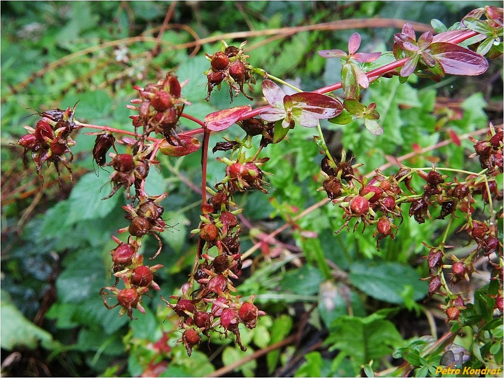 Изображение особи Hypericum perforatum.