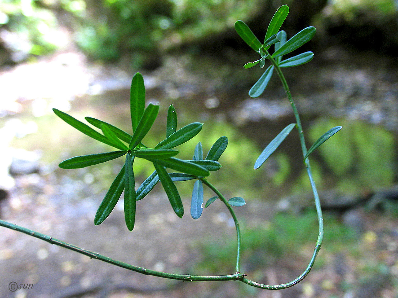 Изображение особи Euonymus nanus.