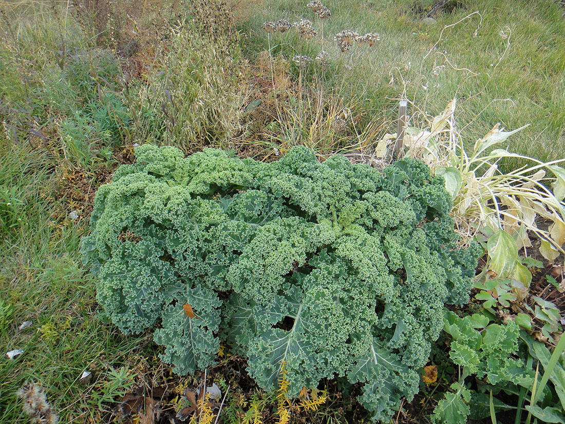 Image of Brassica oleracea var. sabellica specimen.