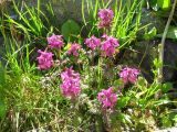 Pedicularis anthemifolia