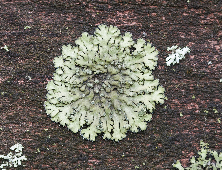 Image of Phaeophyscia orbicularis specimen.