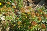 Bupleurum atargense