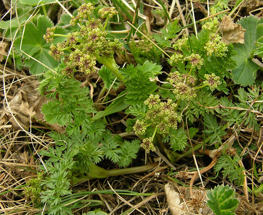 Изображение особи семейство Apiaceae.