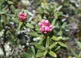 Rhododendron adamsii. Верхушки побегов с соцветиями (бутонами). Якутия, Нерюнгринский р-н, перевал Тит, щебнистый склон. 22.06.2016.