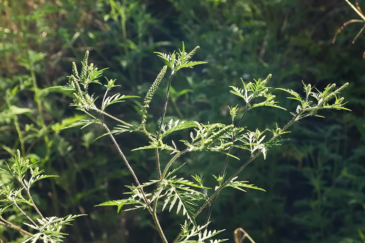 Image of Ambrosia artemisiifolia specimen.