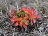 Potentilla reptans