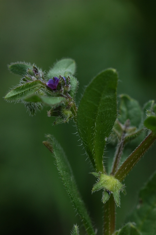 Image of Asperugo procumbens specimen.