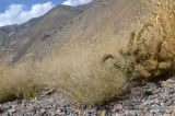 Eragrostis minor