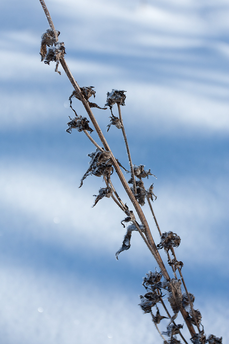 Image of Campanula glomerata specimen.