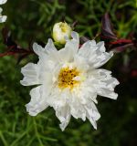 Cosmos bipinnatus