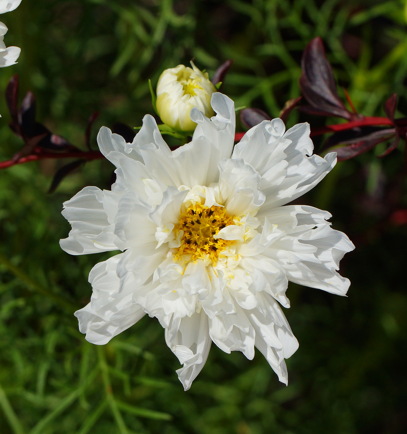 Изображение особи Cosmos bipinnatus.