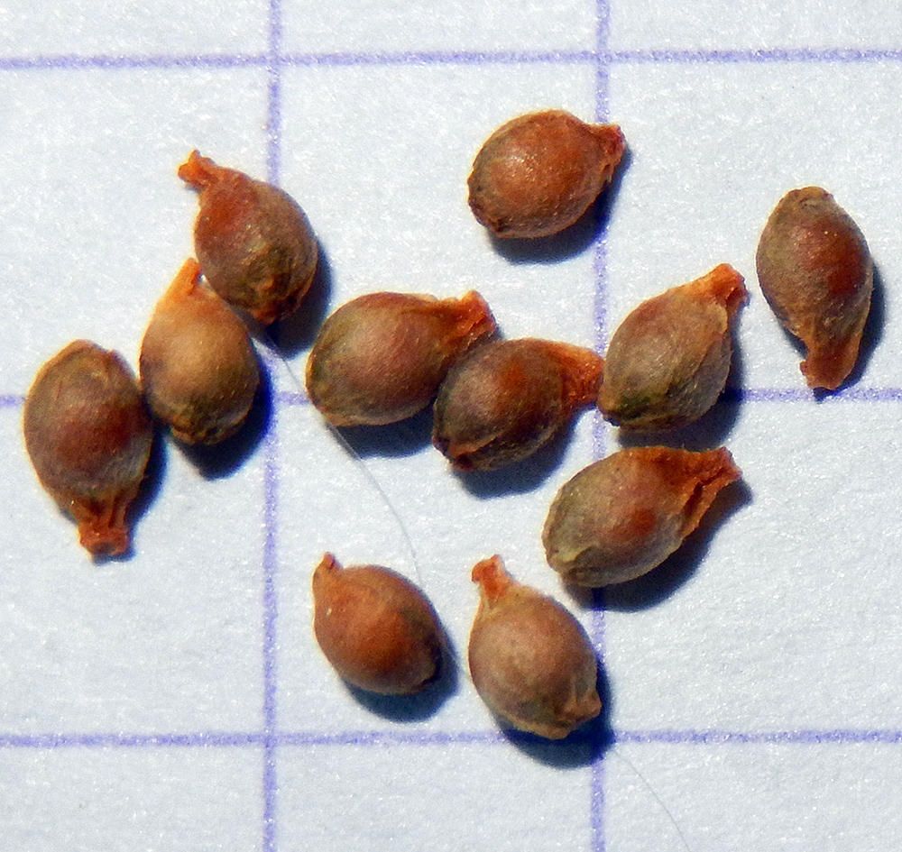 Изображение особи Ficaria calthifolia.