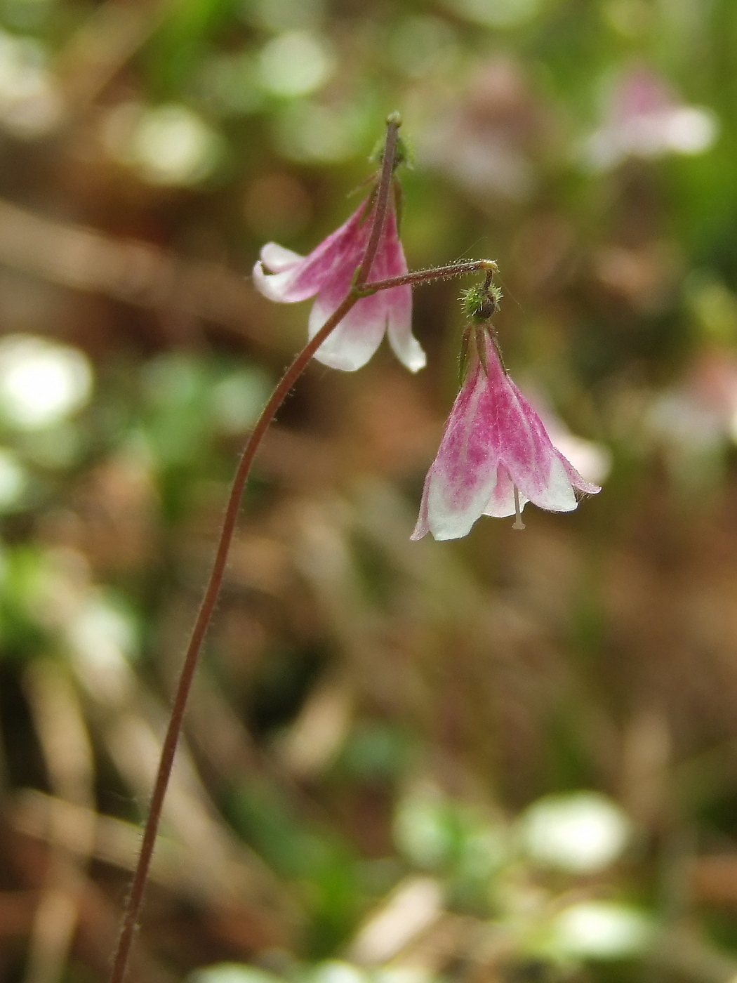 Image of Linnaea borealis specimen.