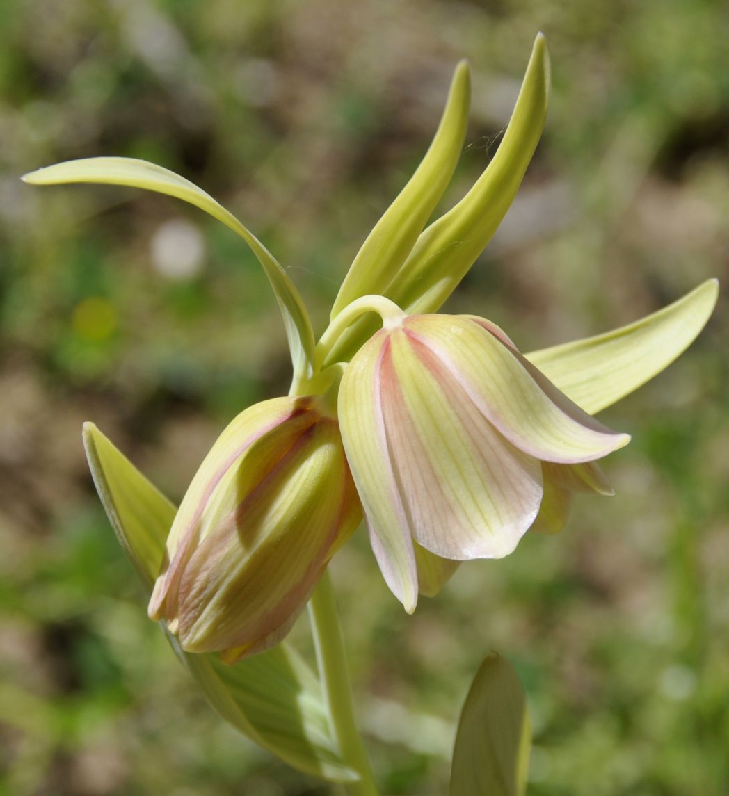 Image of Fritillaria pontica specimen.