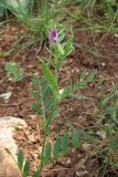 Vicia cordata. Цветущее и плодоносящее растение. Крым, Байдарская долина, каменистый склон в светлом можжевеловом лесу. 21 мая 2010 г.