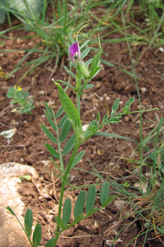 Image of Vicia cordata specimen.